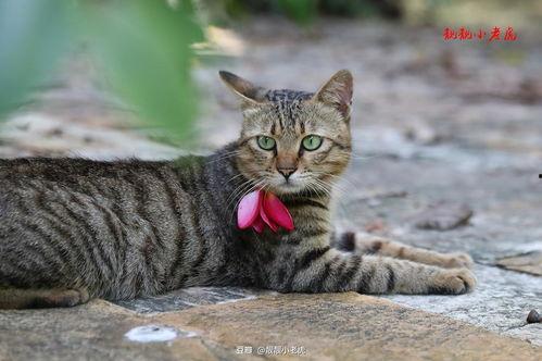 跟拍猫咪,跟拍记录下的温馨瞬间