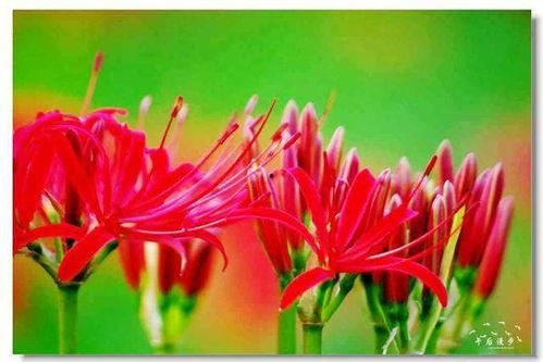 如花如荼,绽放的生命之韵