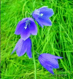 风铃草,悠扬风中摇曳的梦幻旋律