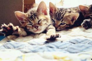 幼豹成长记,从嗷嗷待哺到猎豹风采