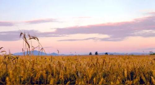 风吹吧麦浪,风吹吧，麦浪的田园诗篇
